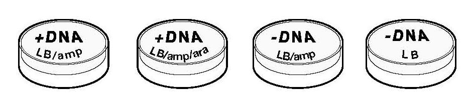 7. While the tubes are sitting on ice, label your four agar plates on the bottom edge (not the lid) as follows: Label one LB/amp plate: + DNA Label the LB/amp/ara plate: + DNA Label the other LB/amp