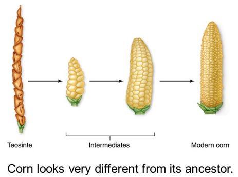 Applied Genetics: is the of the hereditary characteristics of an organism to or specific in offspring. Selective breeding: (aka artificial selection) breeding to produce plant and animal with traits.