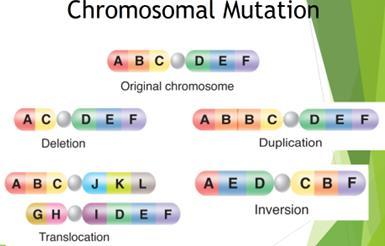 produced Results in major to proteins produced Deletion - of all or part of chromosome Duplications - copies