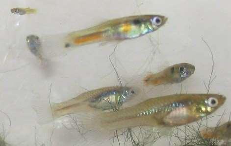 If you wished to breed the prettiest guppies, how would you