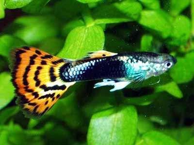 By only selecting the most colorful guppies and those with