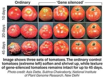 Tomatoes have been genetically modified to slow the ripening process to prevent