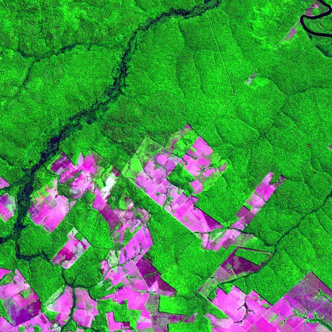 Example of forest cover change derived from Landsat TM imagery over a site in
