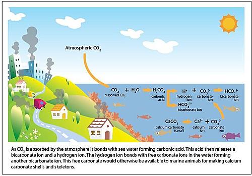 Ocean Acidification When carbon dioxide (CO2) is absorbed by seawater,