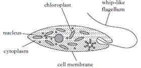 Homework 1 1. Euglena is a single celled organism. It is a specialised cell. The diagram below shows some of the structures within Euglena. (a) Euglena has structures found in most cells.