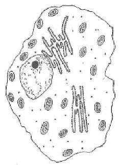 6. The diagram below shows features of the ultrastructure of an animal cell. (a) Name the structure, shown in the diagram, which contains the cell s genetic information.