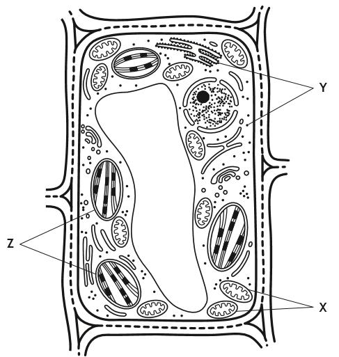 9. A variegated leaf contains green areas and white areas. A student investigated cells from both areas. One of these cells is shown below. (a) State the letter which identifies ribosomes.