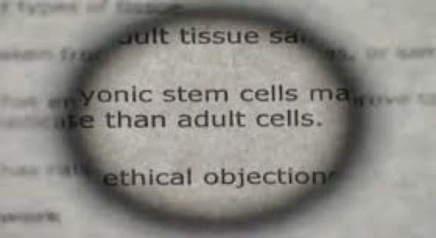 Stem cells can serve