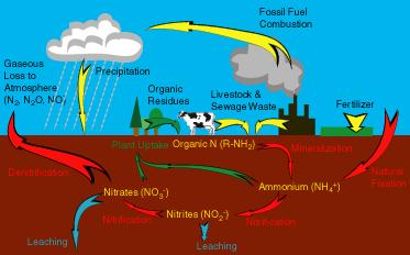 Nitrogen Nitrogen is one of the primary nutrients critical for the survival of all living