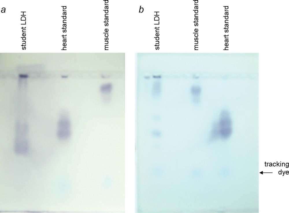 259 FIG. 3.Identification of LDH isozymes by agarose gel electrophoresis. Student unknown LDH samples and isozyme standards were run on 1% agarose gels at ph 9.5 at 80 V.