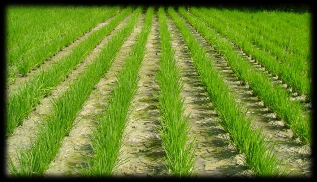 rice Chemical (herbicides) Non-chemical (water management - flooded water conditions)