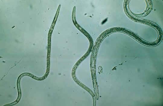 Effects of soil heating by steam on relative survival of J2 juveniles of root knot nematode (Meloidogyne incognita) in organic greenhouse soils J2 survival (unpast/past) 0,8 0,7 0,6 0,5 0,4 0,3 0,2