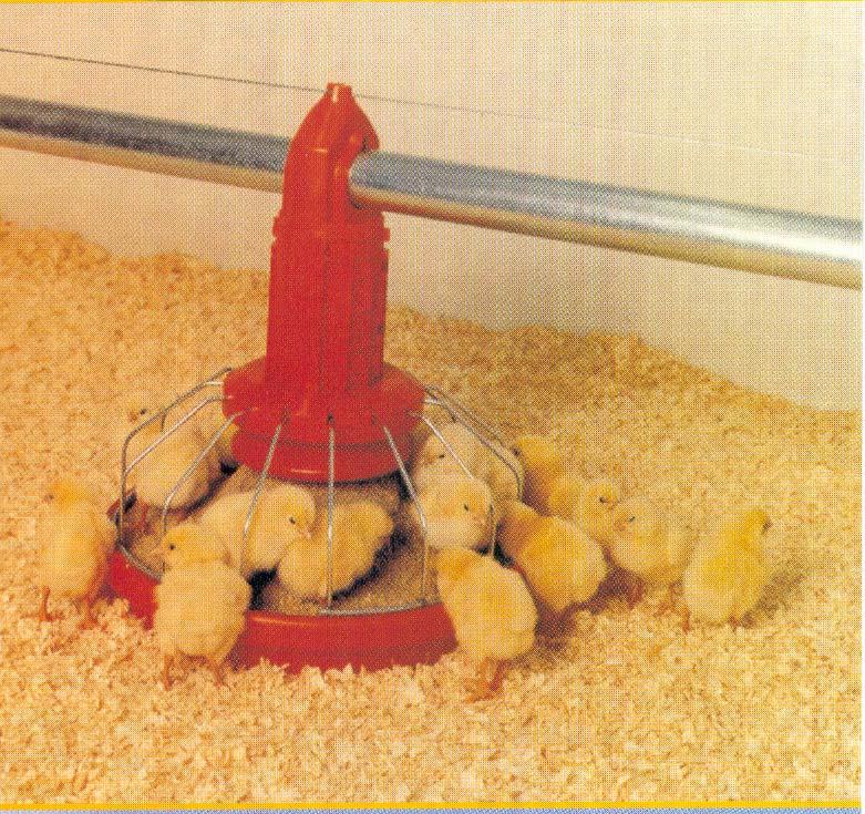 Phosphorus Requirements of Fryers (Broilers) Faster growth rate, hence higher P requirements.