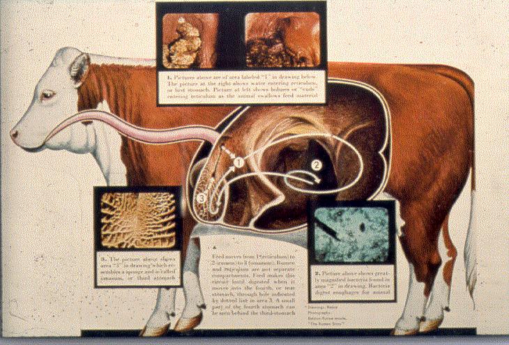 Cattle need P to support the microorganisms that ferment feeds in the rumen.