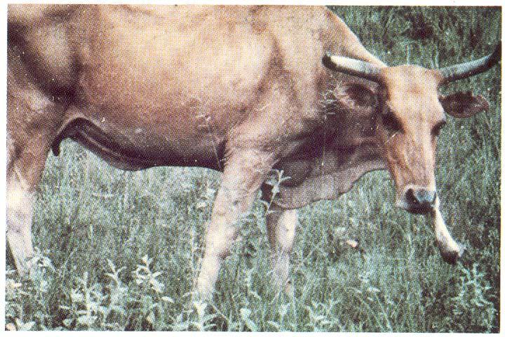 Pica in Phosphorus Deficient Cow Pica is an appetite for objects not fit as food.
