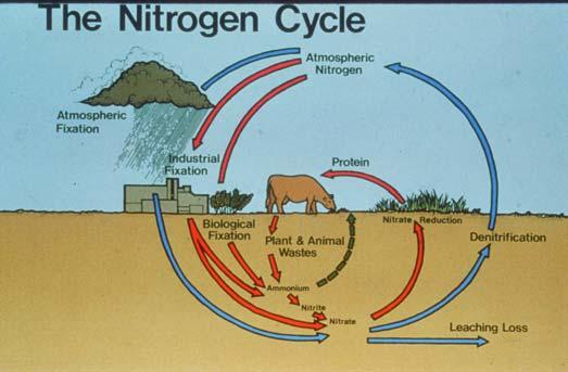 The Enigma of Soil Nitrogen George Rehm, University of Minnesota 1.