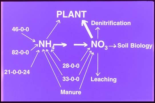 In this soil system, NH + 4 is supplied from: 1) plant residues; 2) animal manures; and, 3) commercial fertilizers.