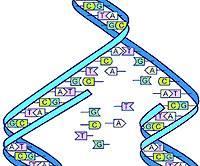 DNA Replication Diagram Parent Strands New