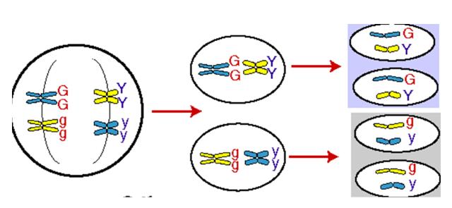 Mendel s Principles During meiosis (making gametes), the arms of the chromosomes cross-over and rejoin increasing the genetic possibilities of