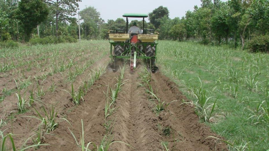 earthing machine in sugarcane crop at