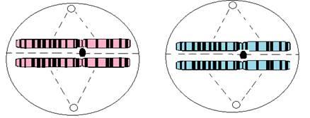 o Each chromosome separates, and the sister chromatids are pulled to the opposite poles of the cells.