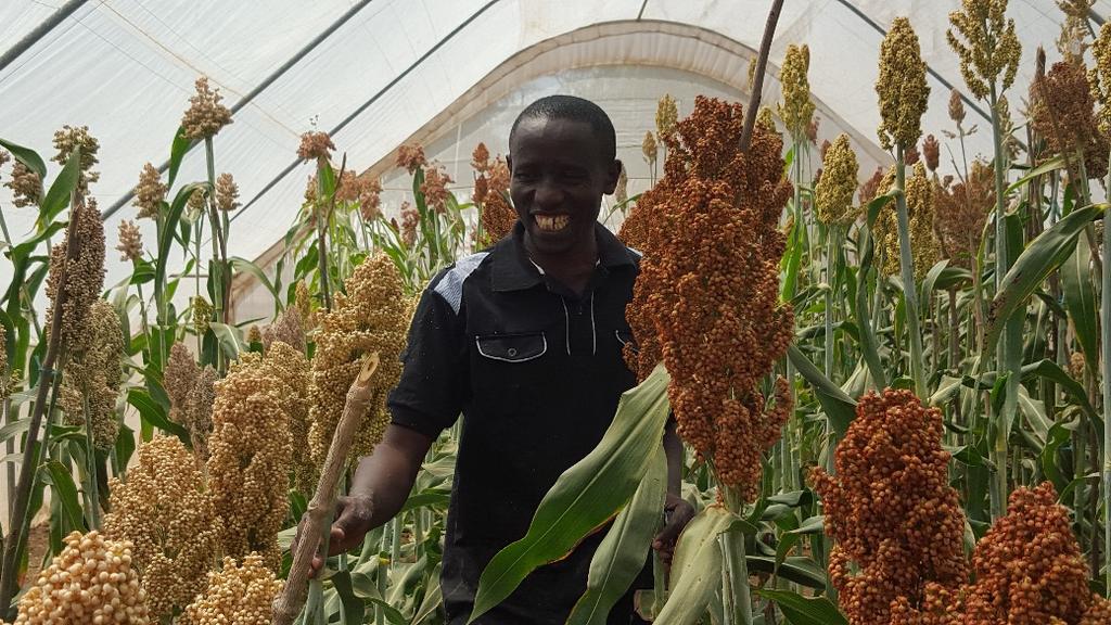 Dr Mrema with candidate sorghum varieties developed for Striga resistance and