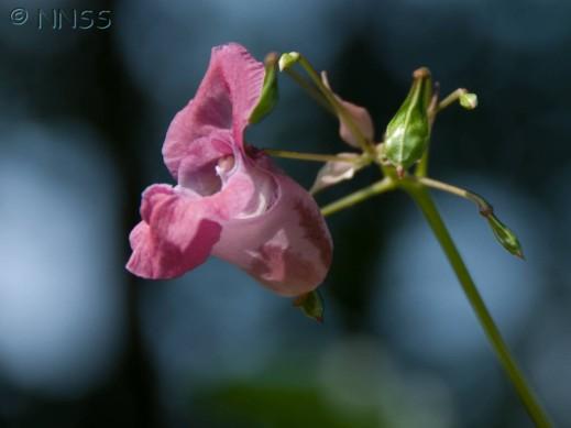 Himalayan balsam Himalayan balsam Himalayan balsam has been a significant problem over much of the River Derwent for many years now. This invasive plant produces hundreds of seeds each year.