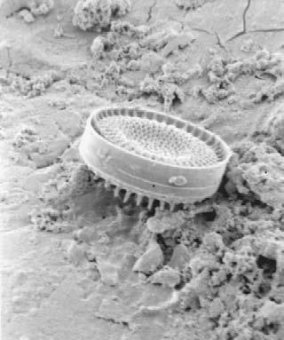 Materials Used in the Transport of Potable Water 185 FIGURE 10.4e 10.4.2.5 Fungi Diatom associated with surfaces in potable water.