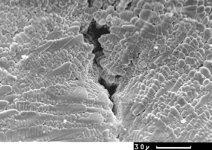 186 Microbiological Aspects of Biofilms and Drinking Water FIGURE 10.5 Weld showing the presence of large pores which aid in bacterial attachment.