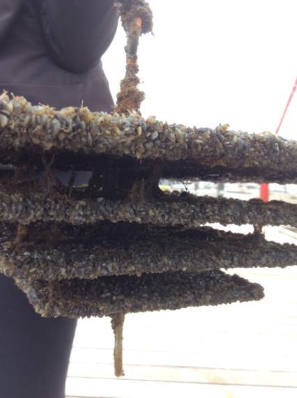 Handful of Zebra Mussels from Sunset Beach on Lake