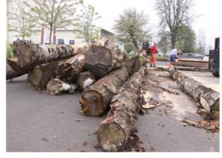 City of Albany Lumber to Legacy: Sawing for Schools Arbor week event to raise money to support Oregon White Oak Restoration