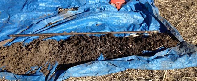 Soils consist of silt loam Mollisols that are mapped as part of the Palouse-Thatuna