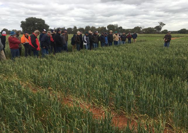 2017 Ag Grow Agronomy and Research Spring field day at the ryegrass x N placement trial site ACKNOWLEDGEMENTS This trial is a collaboration between Ag Grow Agronomy and Research and GRDC.