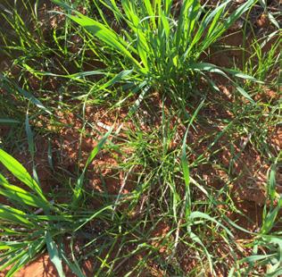 TRIAL DETAILS: The aim of the trial was to gain a better understanding of the benefits, in terms of increased yield, increased crop competition and reduced ryegrass seed set when using nitrogen