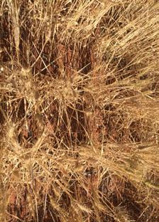 Plus Pre-emergent TREATMENT Ryegrass at First Node Ryegrass at Harvest Weeds/m2