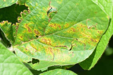 Cory Sinn sent photos of what appears to be Physoderma brown spot. The fungus causes a pattern of banded spot on leaves and black or purple blotches on the mid rib.