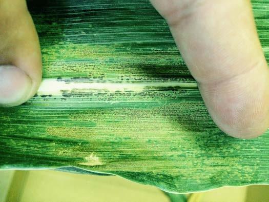Symptoms of Physoderma brown spot. Note the dark blotches on the leaf mid rib and band of small spots across the leaf.