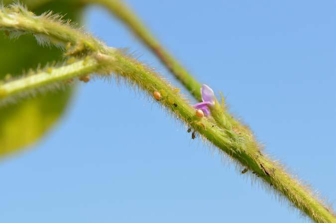 Particularly with the recent heat, be sure to check for aphids in the lower canopy, not just on the new growth.