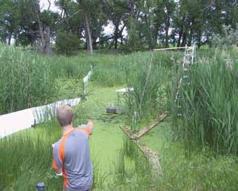 An improved understanding of the response of river systems to riparian vegetation removal can help Nebraskans environmental management efforts in water short areas.