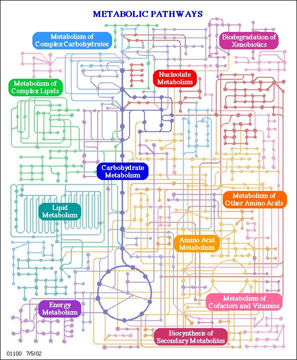 L31-3 Metabolism Map (from: Kyoto Encyclopedia of Genes and Genomes www.genome.ad.