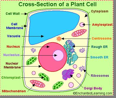 (Human are composed of about 10 trillion cells!) Remarkably, all cells are very similar in their structure even between plant cells and animal cells!