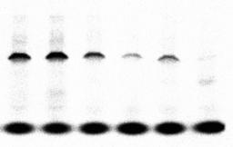 a Pro template DN native trn mix pre-charged Pro-tRN Pro T7 RN polymerase [ 4 ]sp Met Lys ly sprs MetRS LysRS lyrs E.