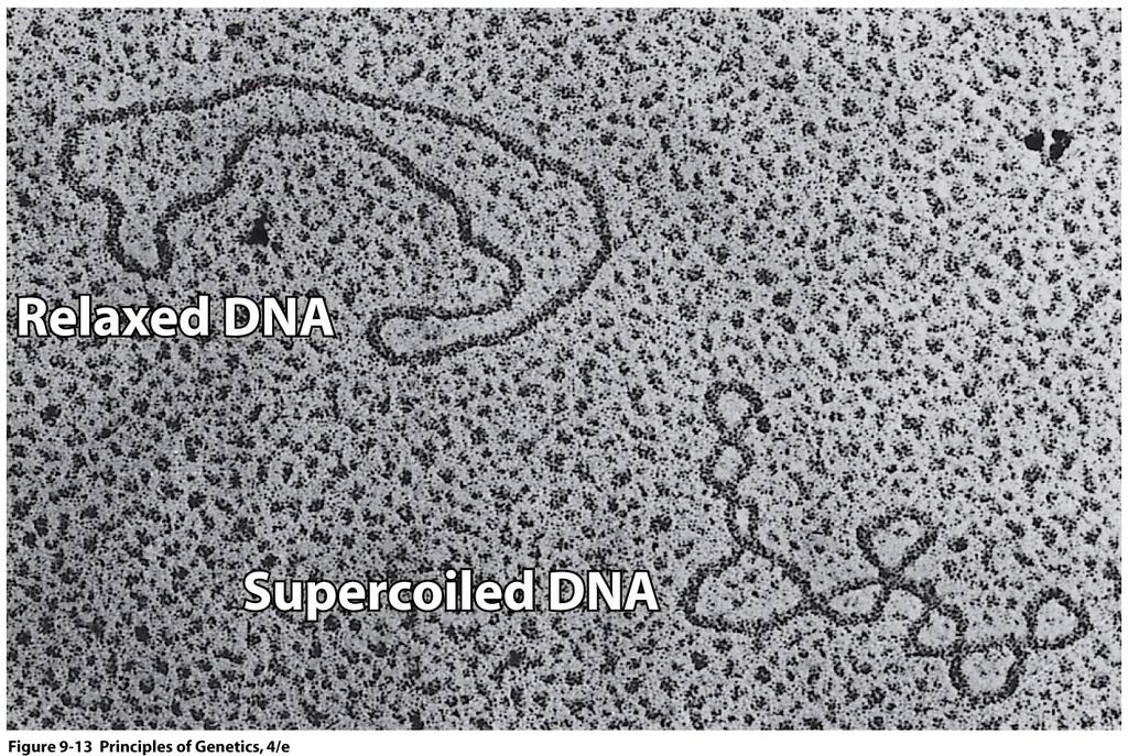 DNA Structure: