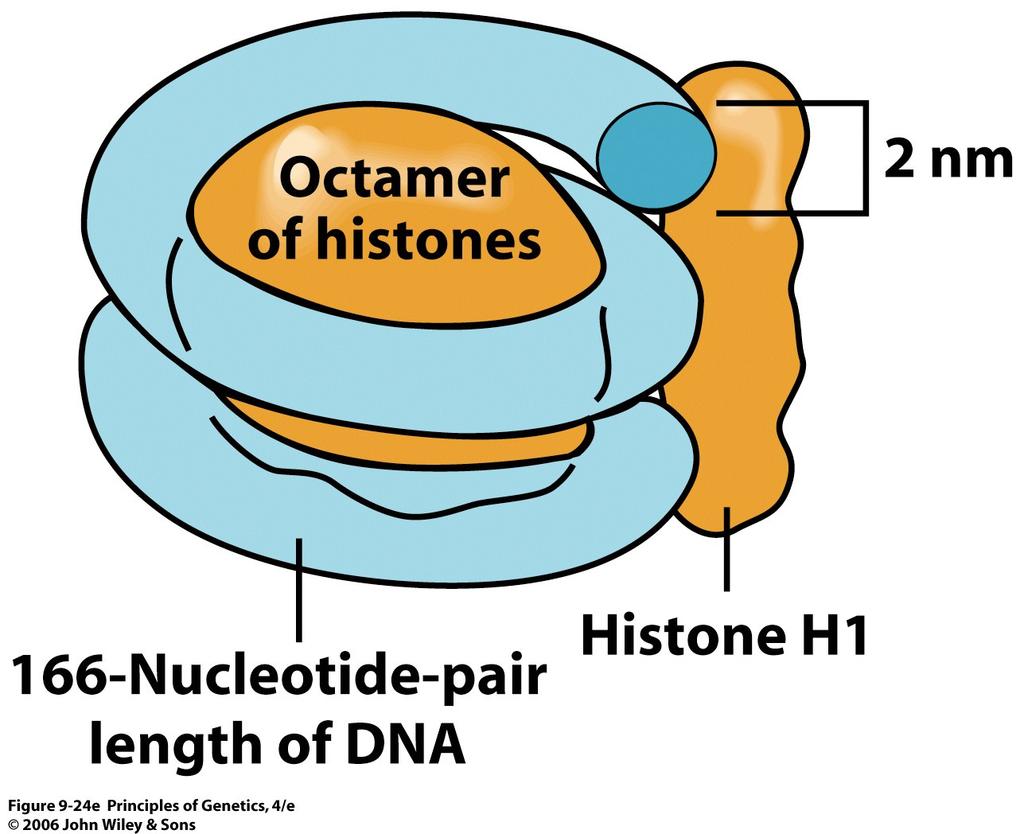 Complete nucleosome contains two
