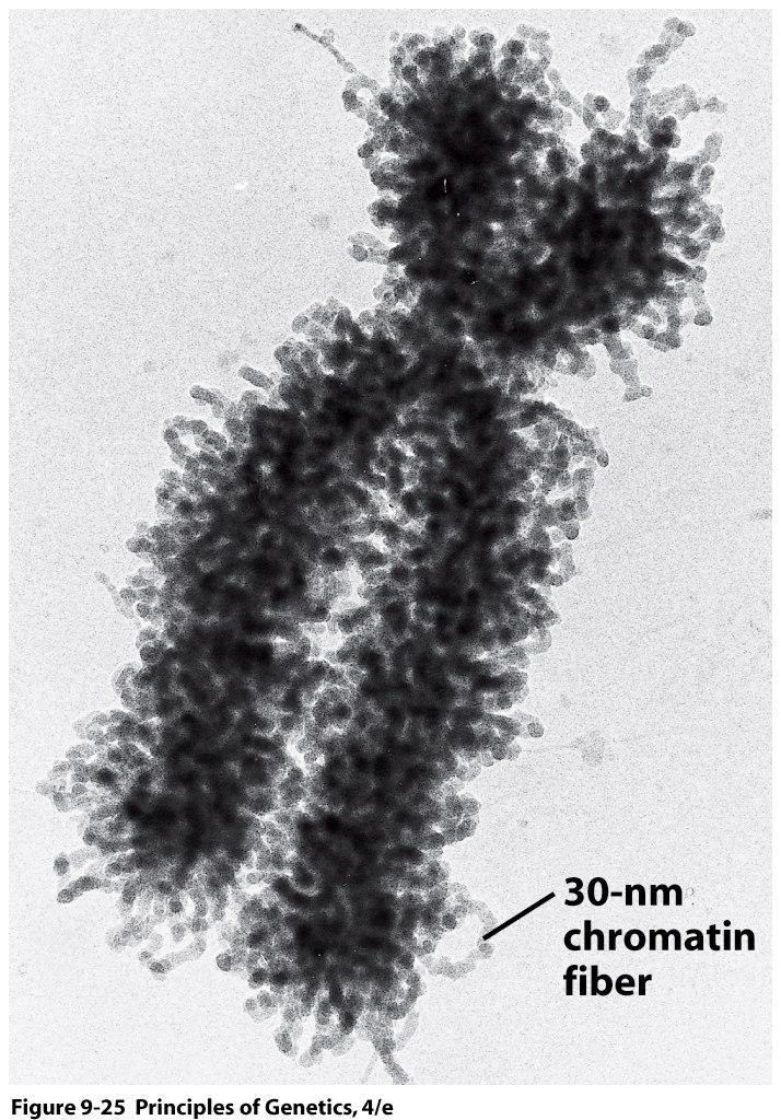 chromatin fibers A basic organizational unit of eukaryotic chromosomes that