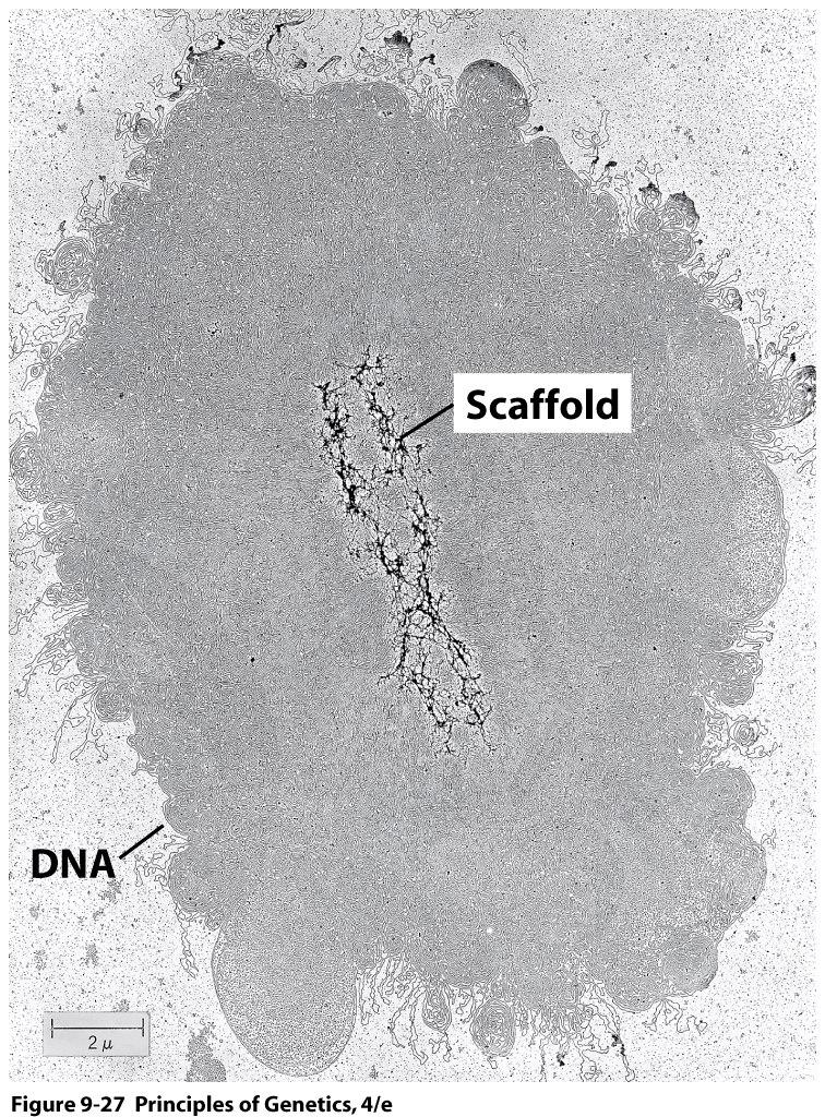 Electron micrographs of isolated metaphase chromosomes from which the histones have been removed reveal a scaffold, or central core, which is surrounded