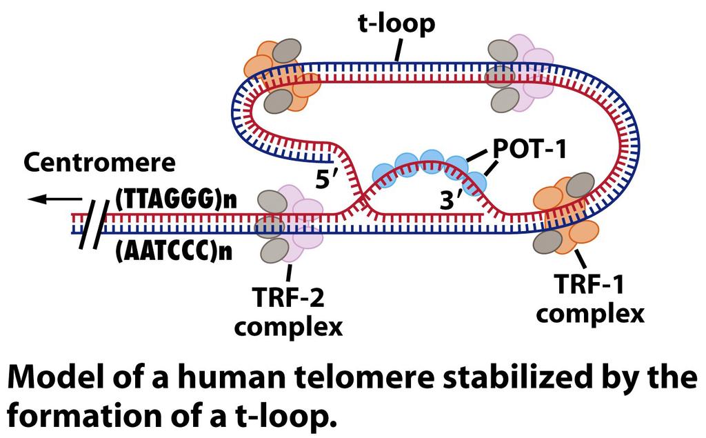 TRF-1 and TRF-2 are telomere repeat-binding factors 1 and 2; both are complexes containing several proteins.