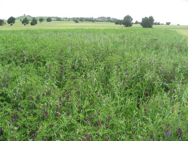 Integrated forage systems Pigeon pea and Napier