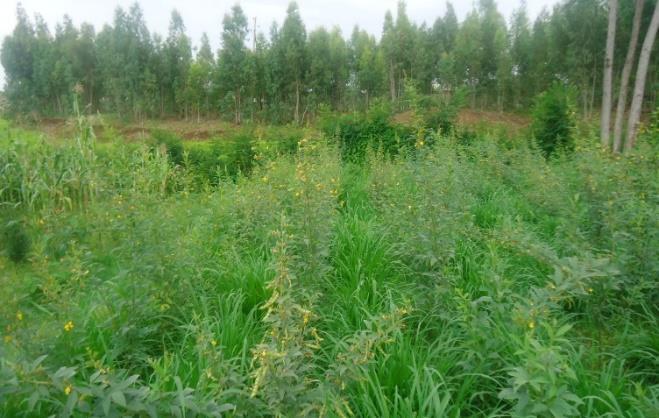 production trials: potential of annual oat-vetch