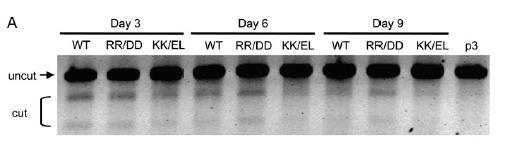 ZFNs are associated with cytotoxicity T7E1 assay Kim et al. (2009) Genome Res. 19, 1279.